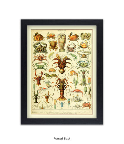 Crustaces Shellfish French Botanical Art Print