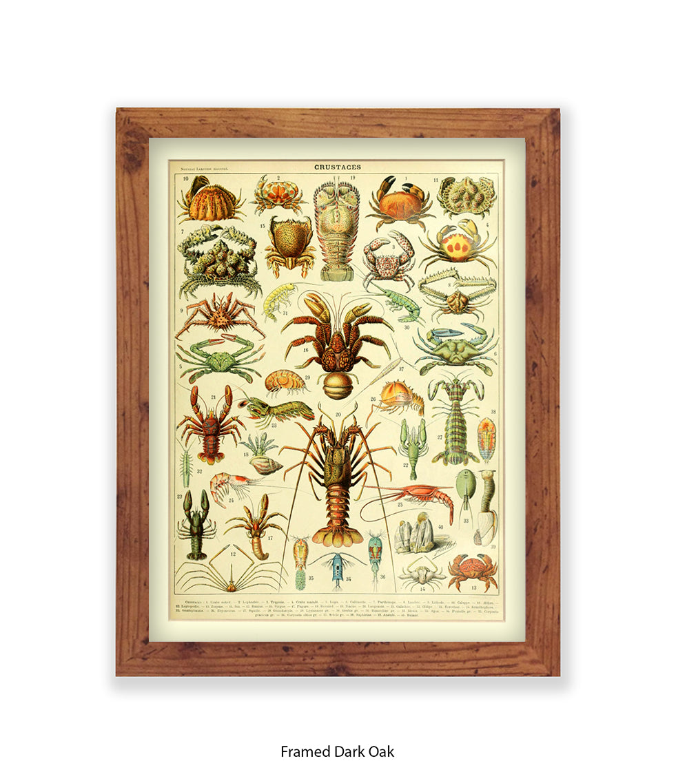 Crustaces Shellfish French Botanical Art Print