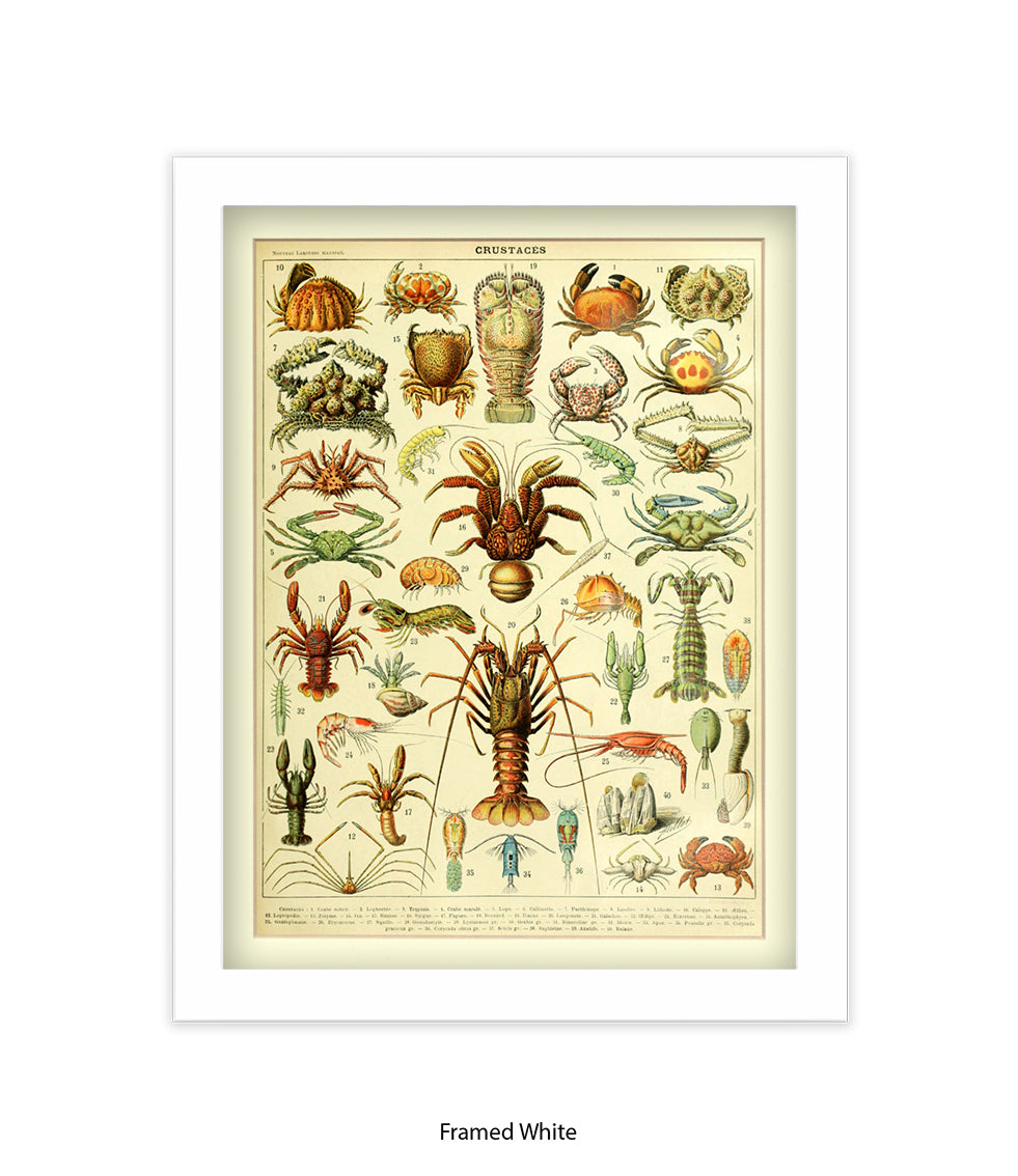 Crustaces Shellfish French Botanical Art Print