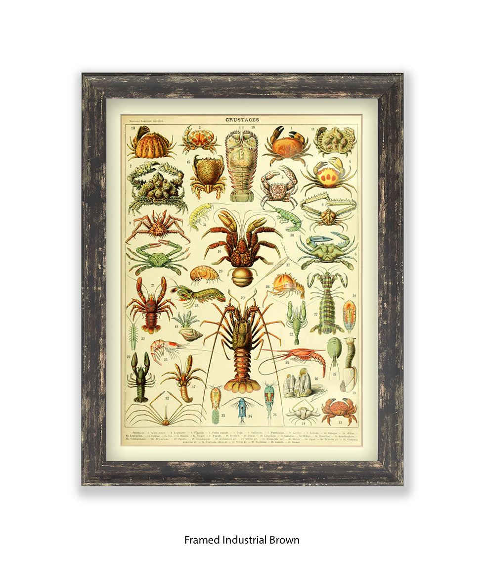Crustaces Shellfish French Botanical Art Print