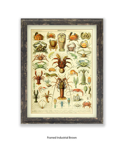 Crustaces Shellfish French Botanical Art Print