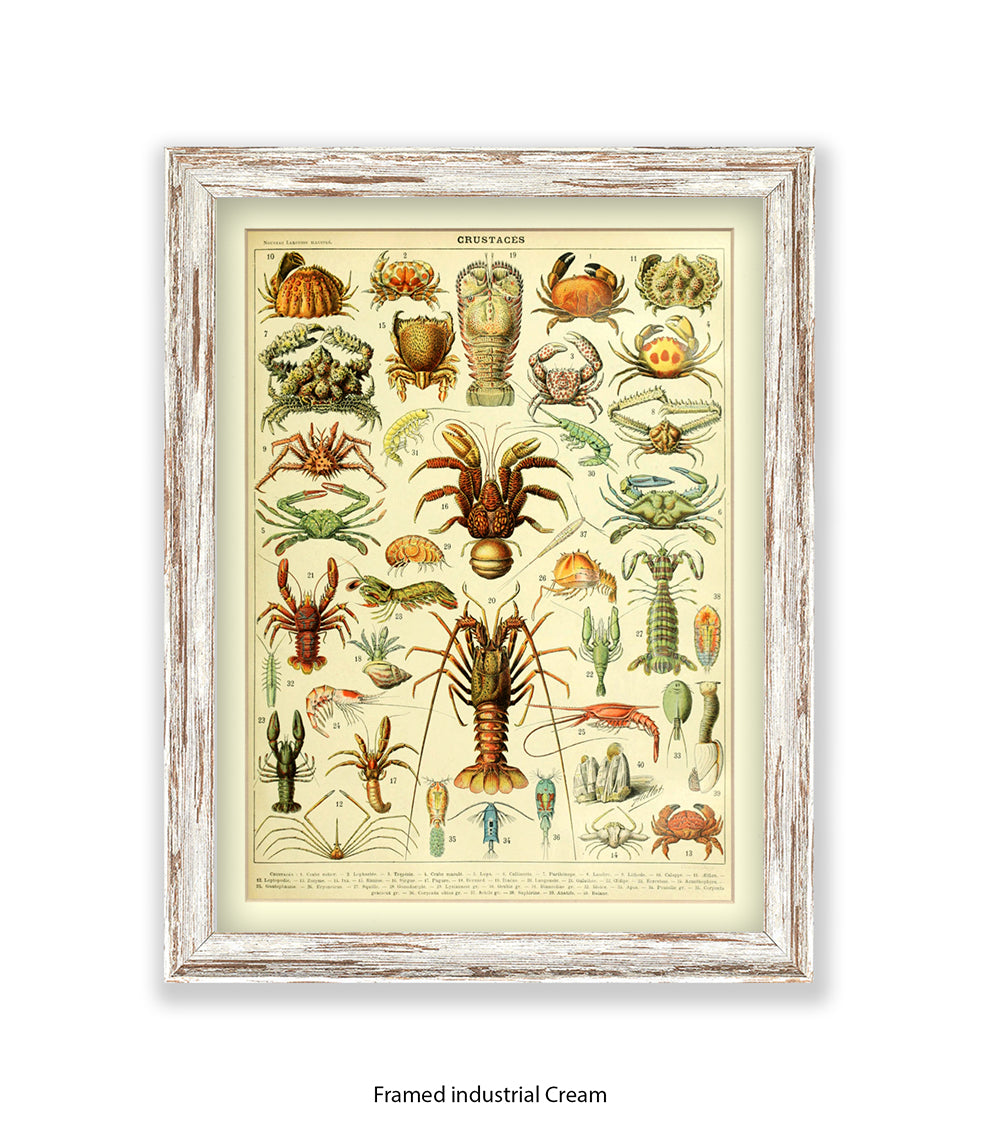 Crustaces Shellfish French Botanical Art Print