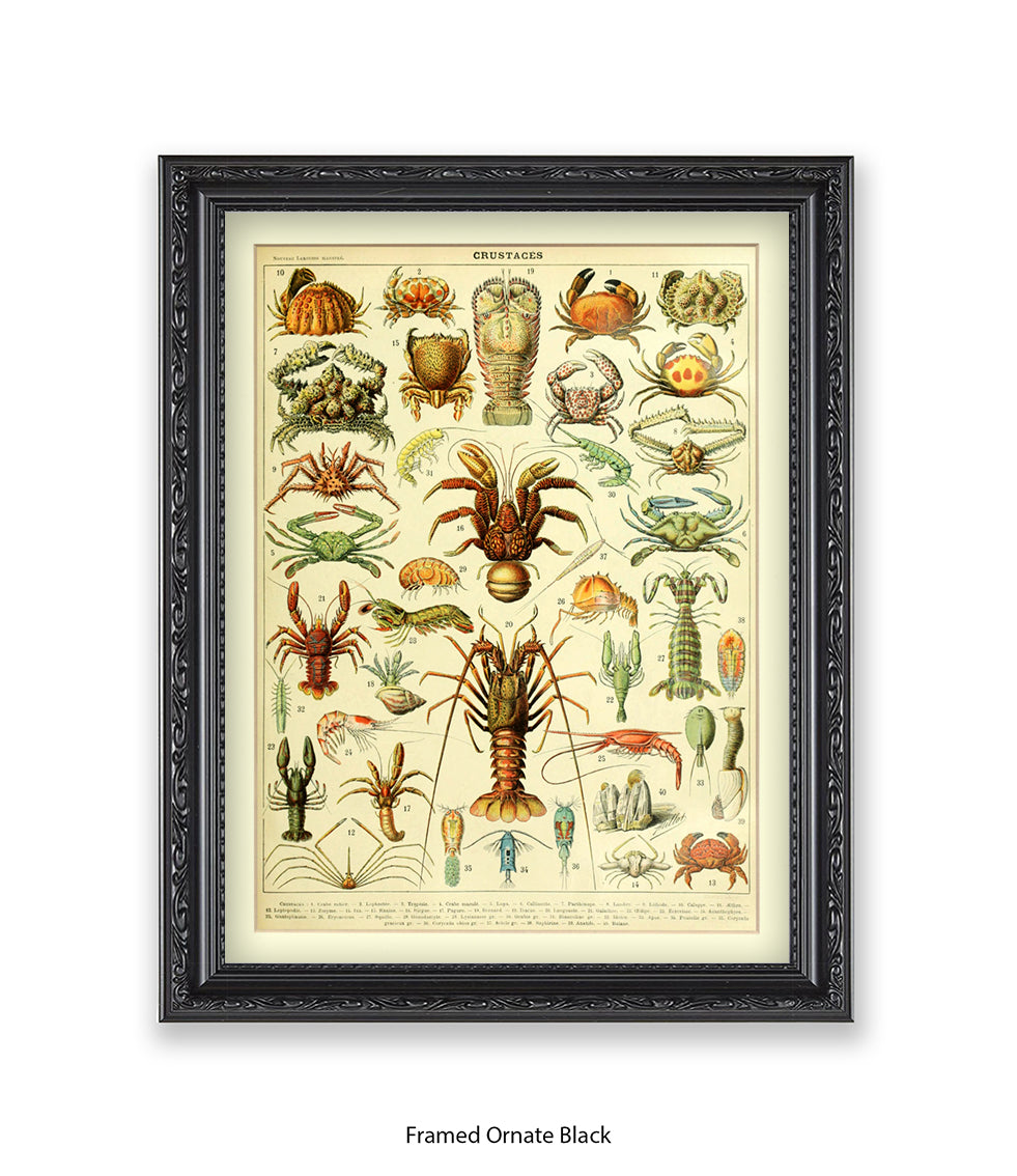 Crustaces Shellfish French Botanical Art Print