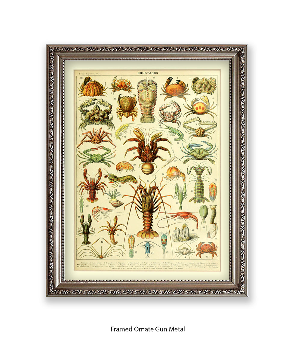 Crustaces Shellfish French Botanical Art Print