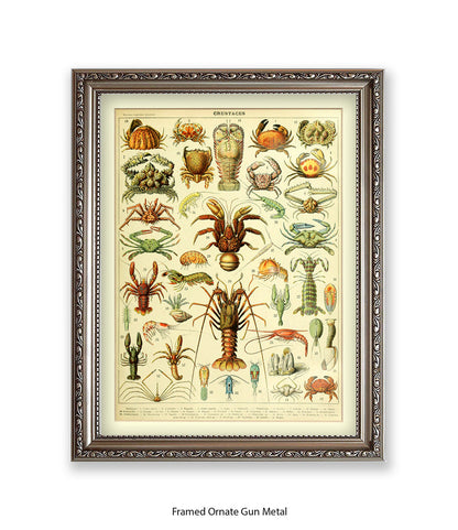 Crustaces Shellfish French Botanical Art Print