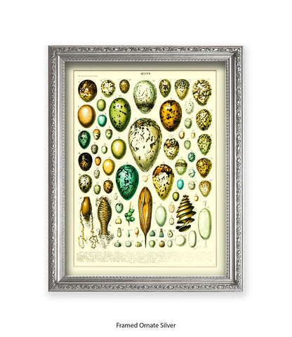 Eggs - Ceufs - Birds  Art Print