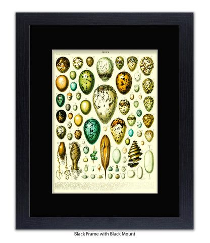 Eggs - Ceufs - Birds  Art Print