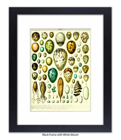 Eggs - Ceufs - Birds  Art Print