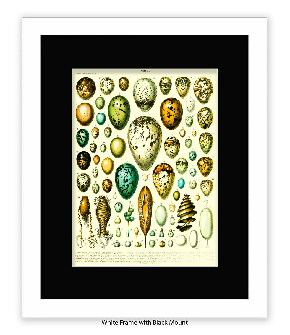 Eggs - Ceufs - Birds  Art Print