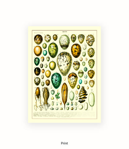 Eggs - Ceufs - Birds  Art Print