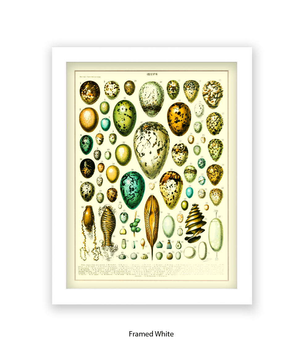 Eggs - Ceufs - Birds  Art Print