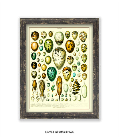Eggs - Ceufs - Birds  Art Print