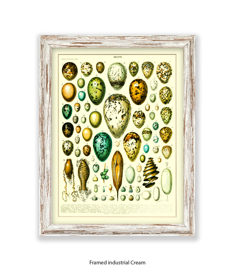 Eggs - Ceufs - Birds  Art Print