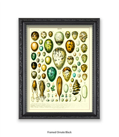 Eggs - Ceufs - Birds  Art Print