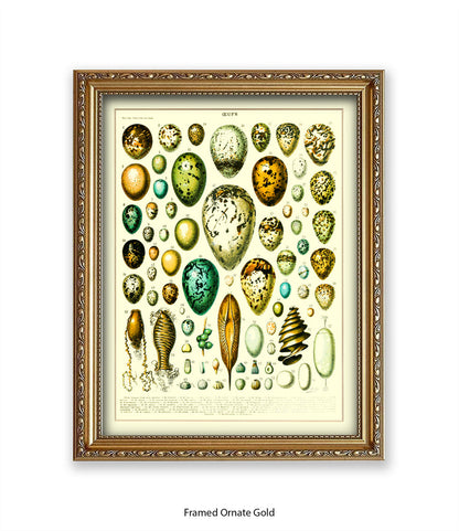 Eggs - Ceufs - Birds  Art Print