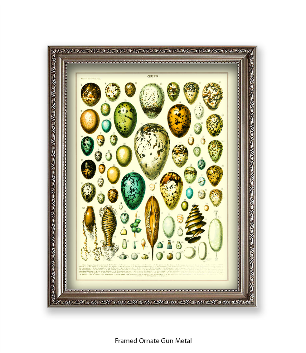 Eggs - Ceufs - Birds  Art Print