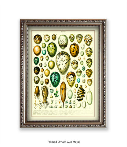 Eggs - Ceufs - Birds  Art Print
