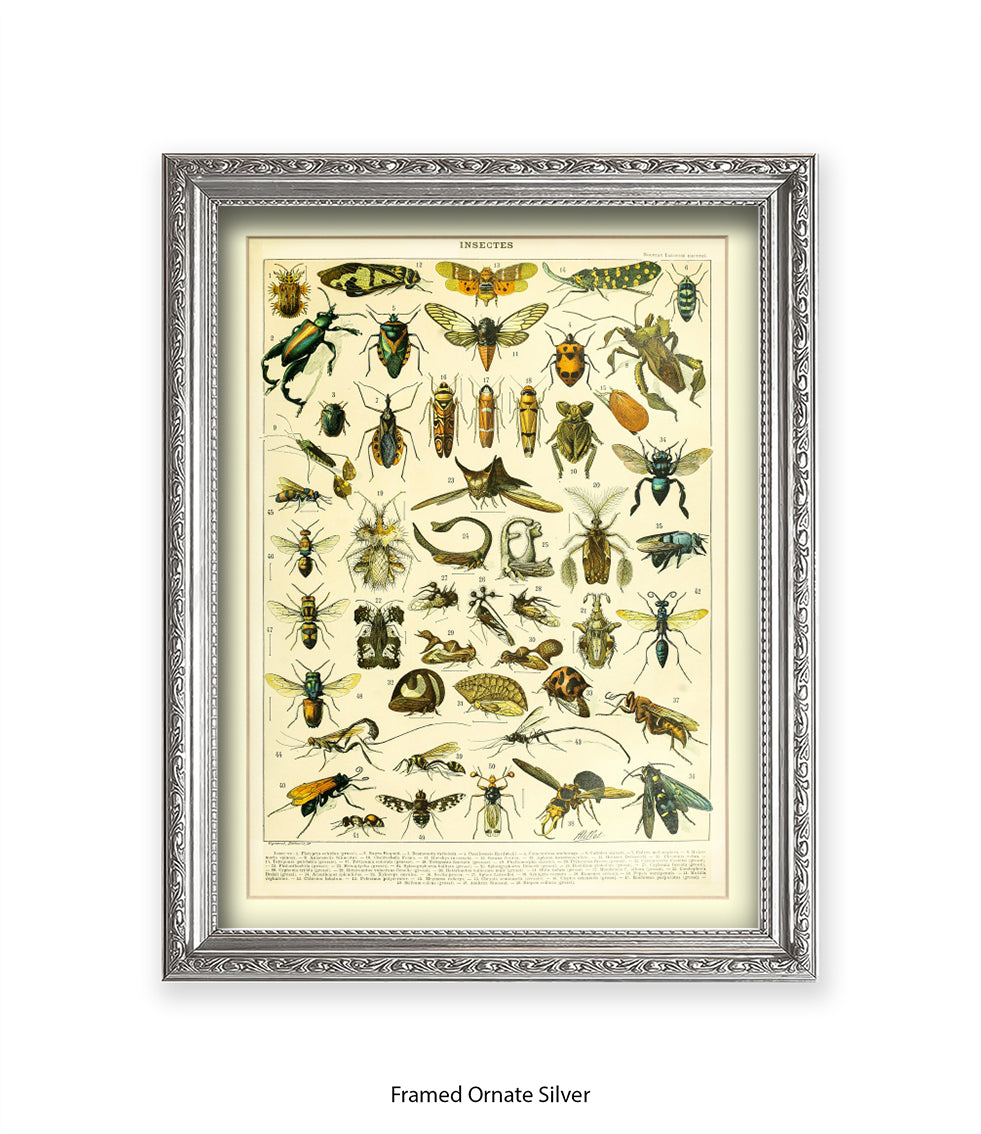 Insects 1 - 50 - Art Print