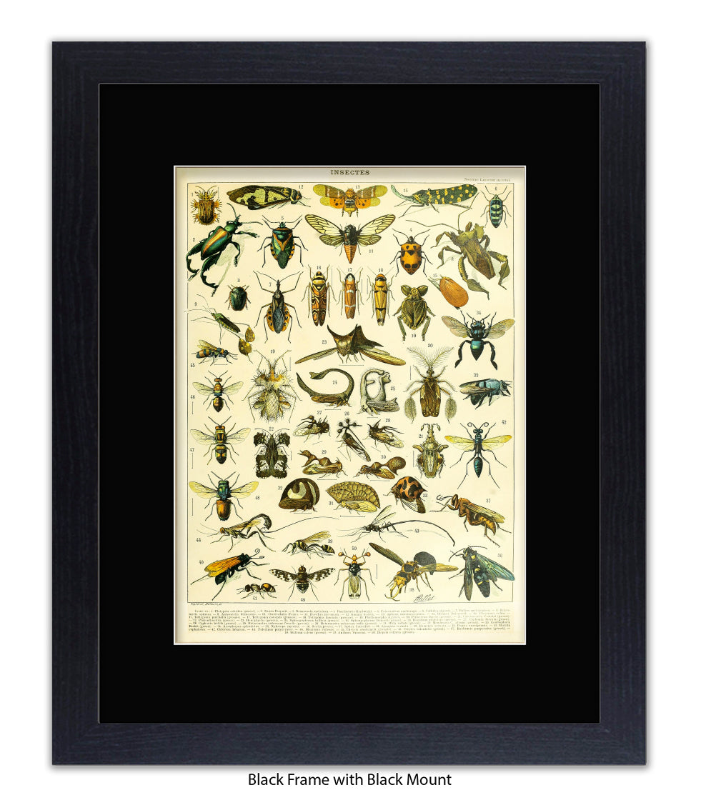 Insects 1 - 50 - Art Print