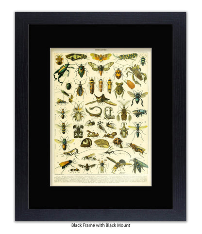 Insects 1 - 50 - Art Print