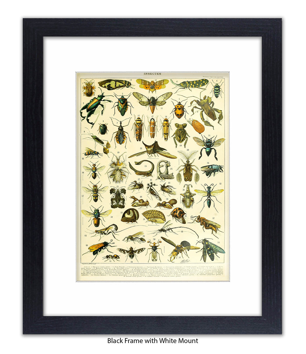 Insects 1 - 50 - Art Print
