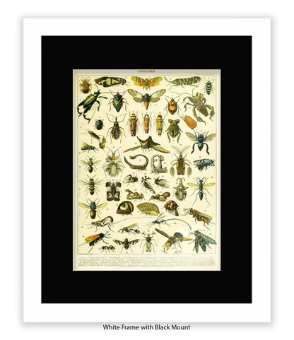 Insects 1 - 50 - Art Print