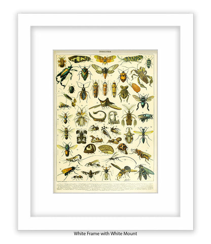 Insects 1 - 50 - Art Print