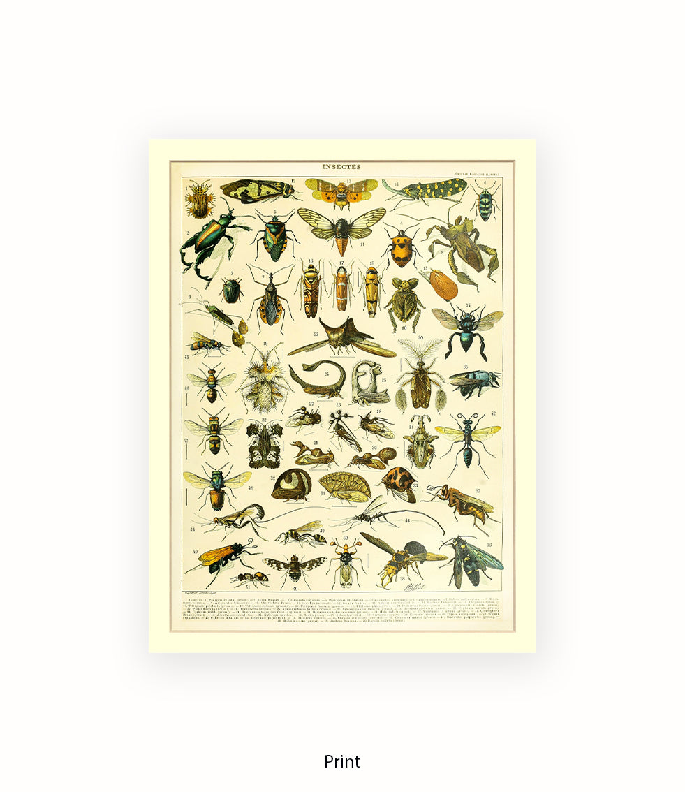Insects 1 - 50 - Art Print