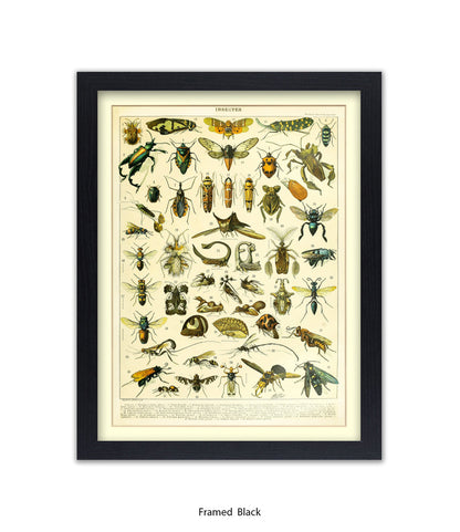 Insects 1 - 50 - Art Print