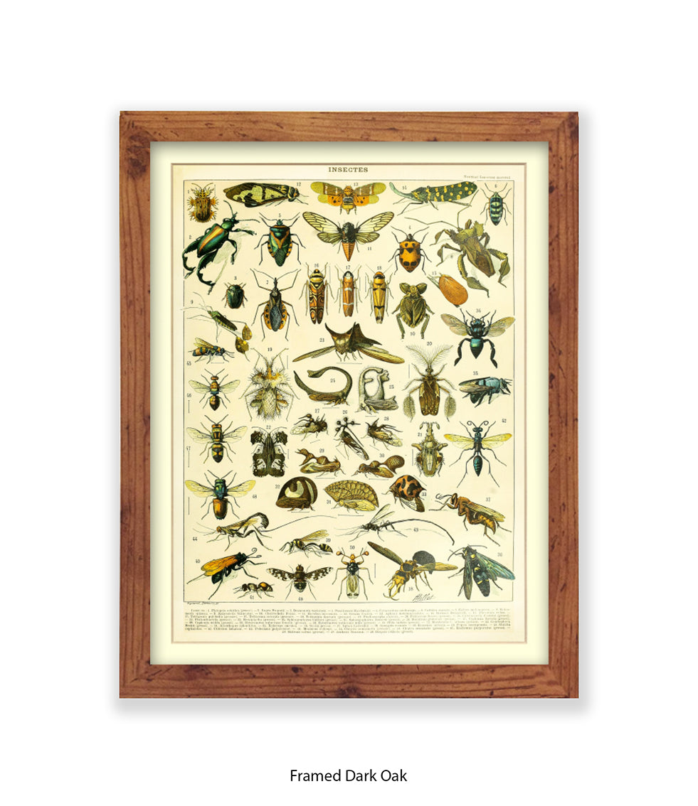 Insects 1 - 50 - Art Print