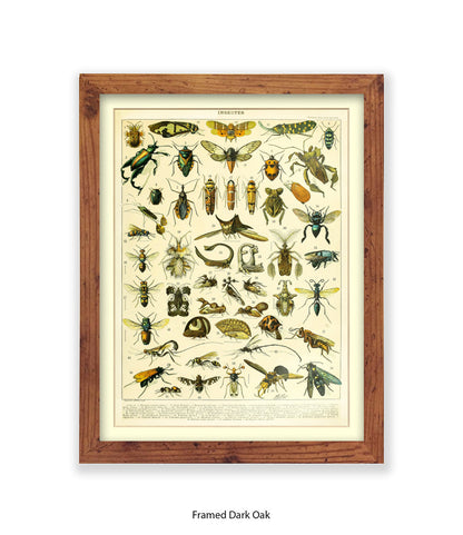 Insects 1 - 50 - Art Print