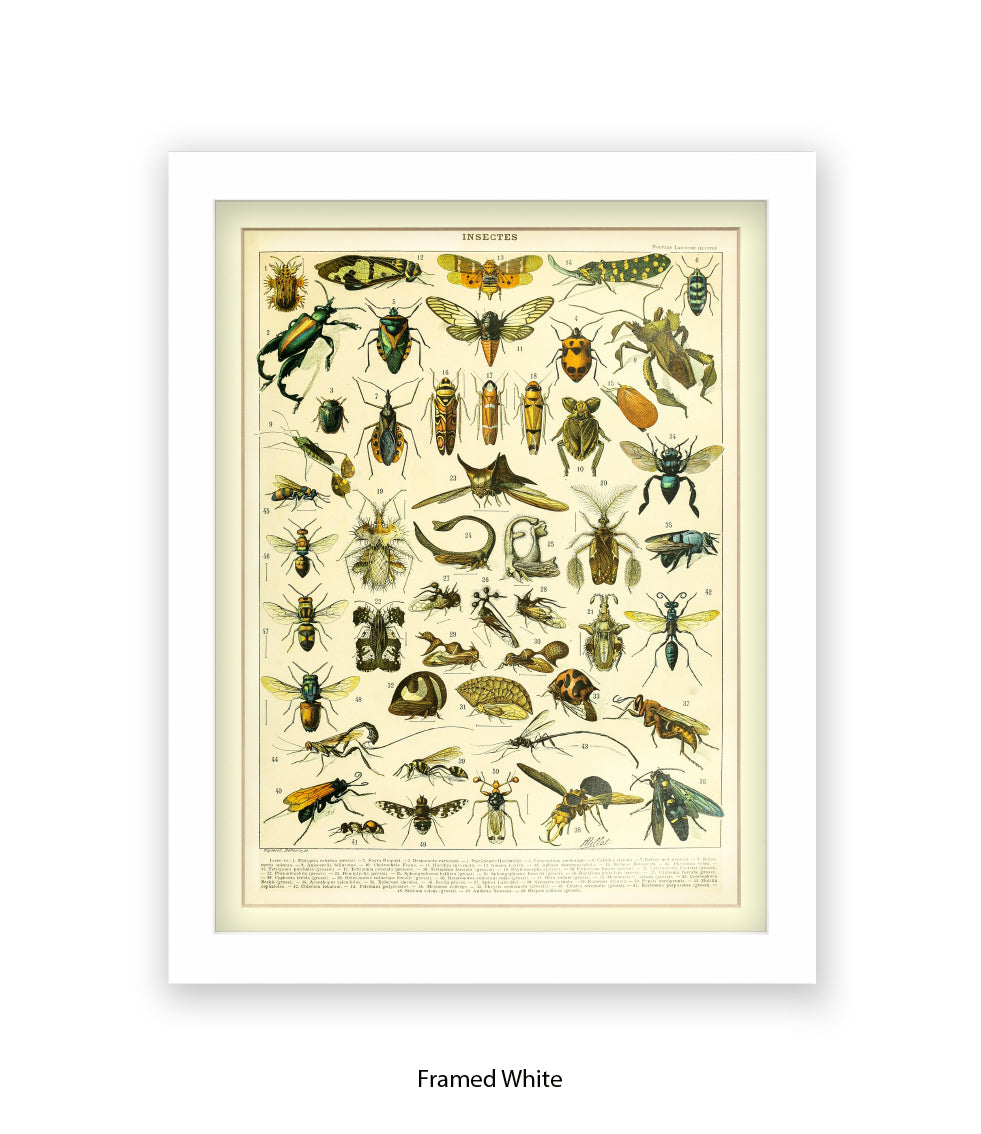 Insects 1 - 50 - Art Print