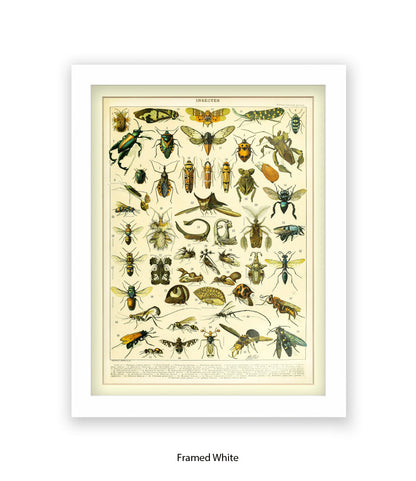 Insects 1 - 50 - Art Print