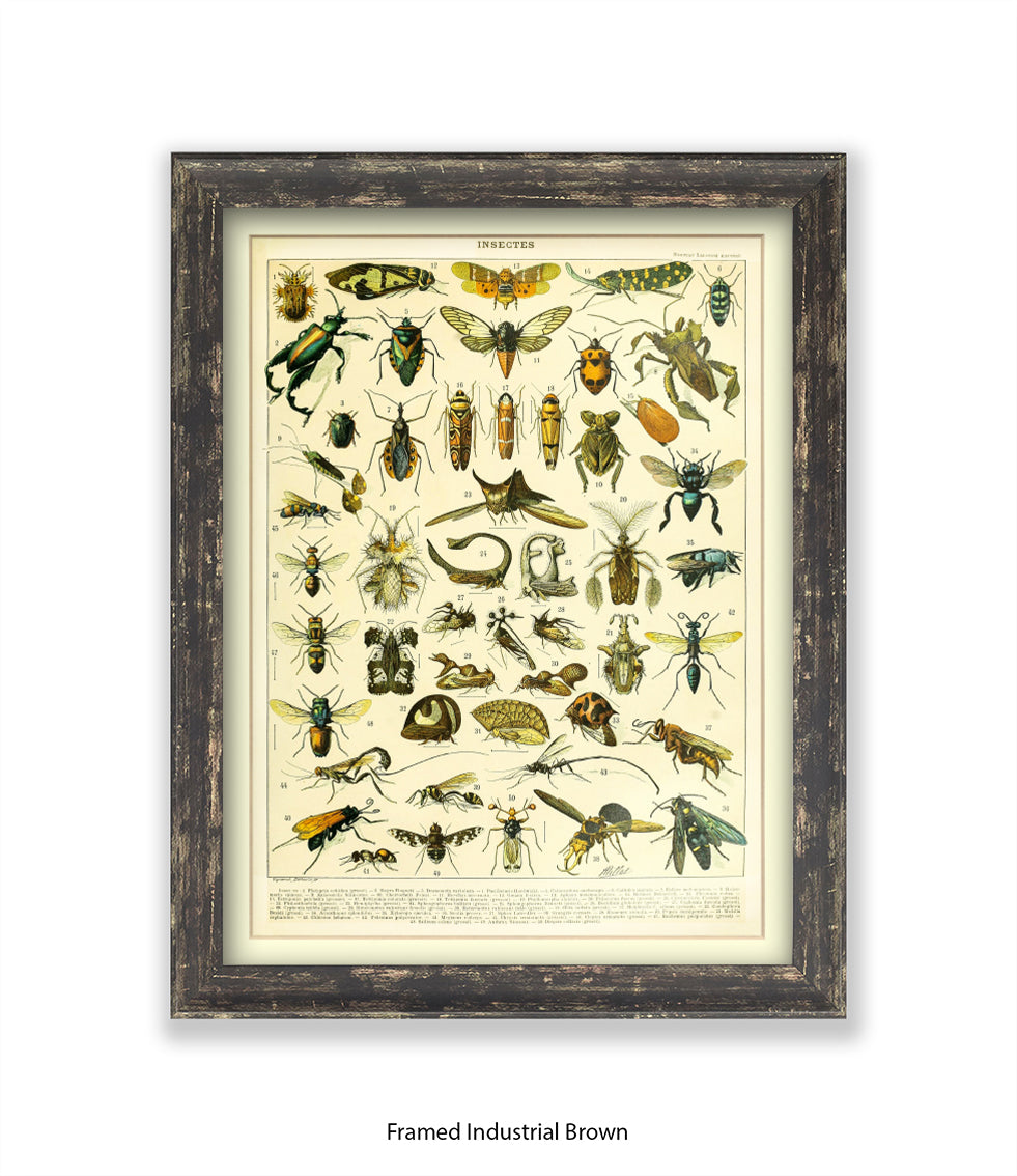 Insects 1 - 50 - Art Print