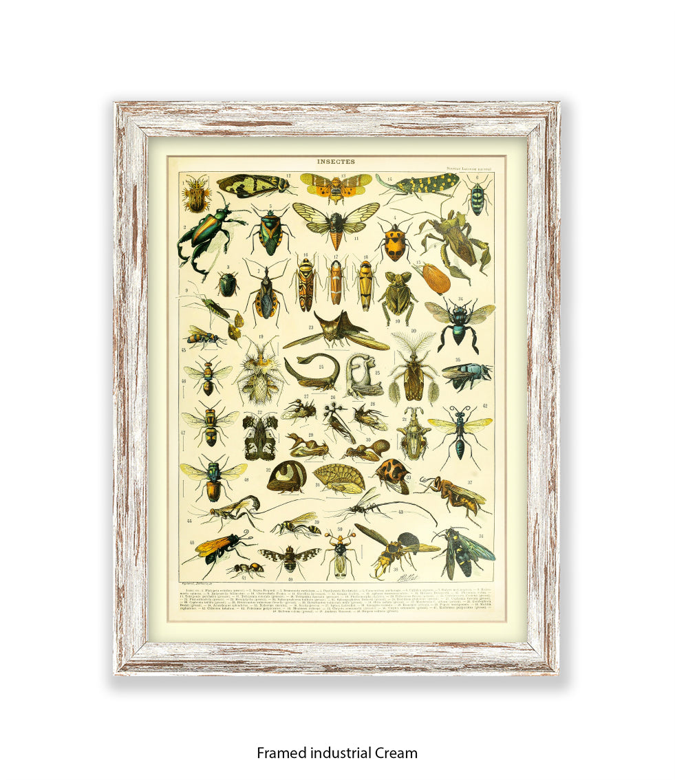 Insects 1 - 50 - Art Print