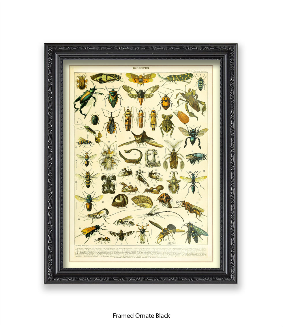 Insects 1 - 50 - Art Print