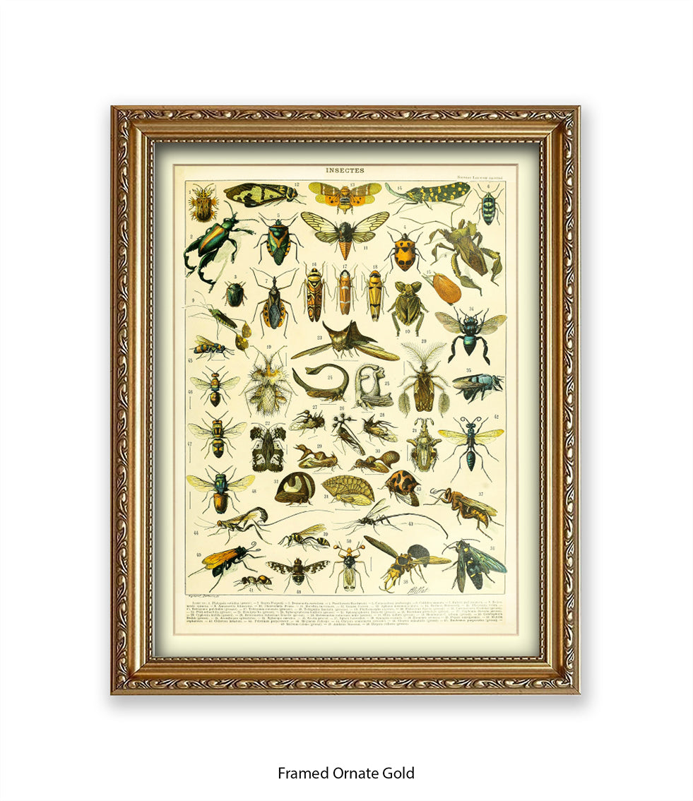 Insects 1 - 50 - Art Print
