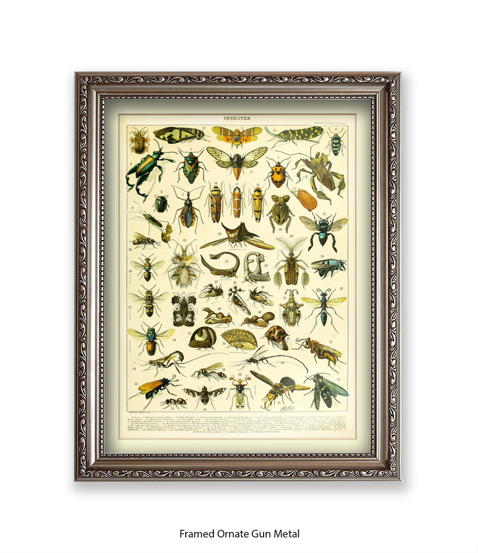 Insects 1 - 50 - Art Print