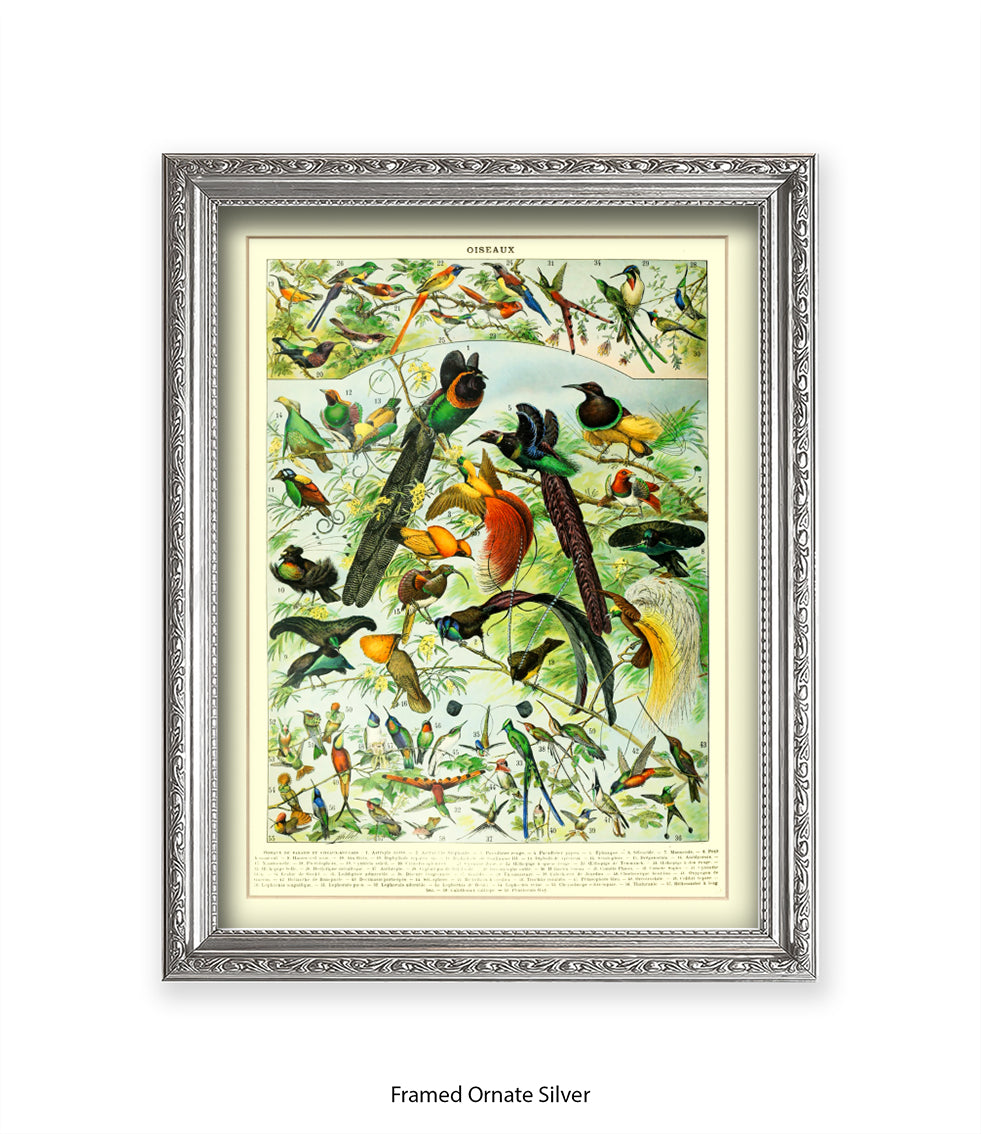 Oiseaux - Birds Art Print