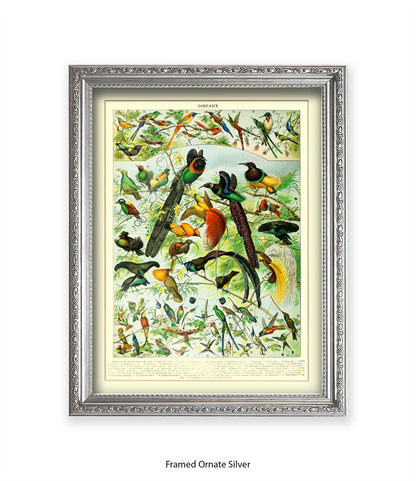 Oiseaux - Birds Art Print