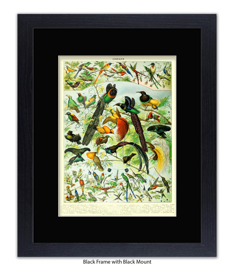 Oiseaux - Birds Art Print