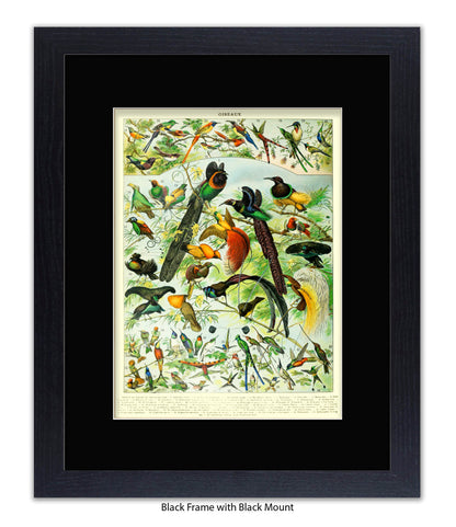 Oiseaux - Birds Art Print