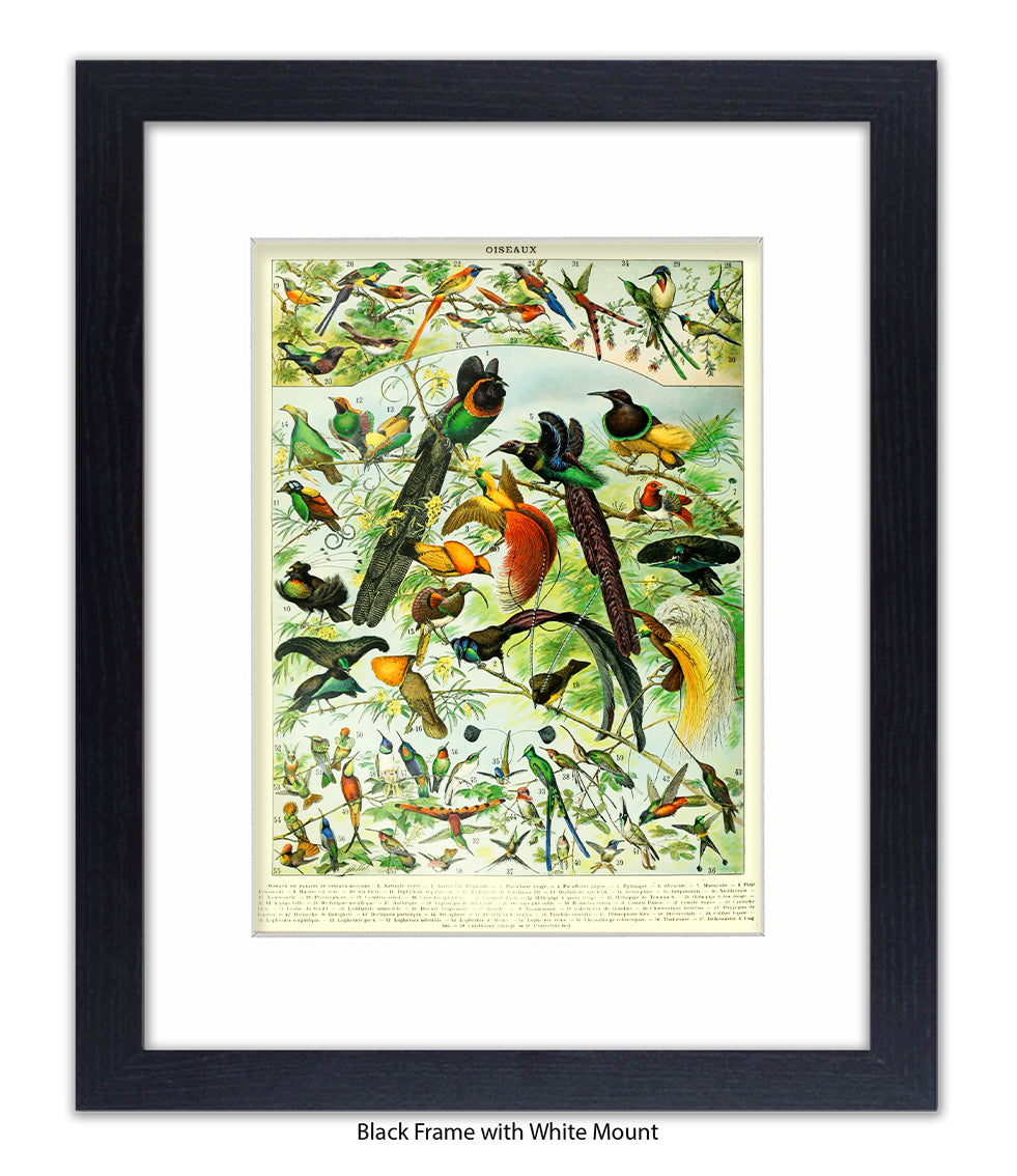 Oiseaux - Birds Art Print