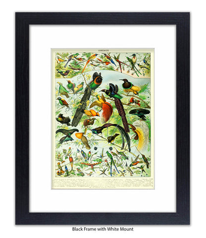 Oiseaux - Birds Art Print