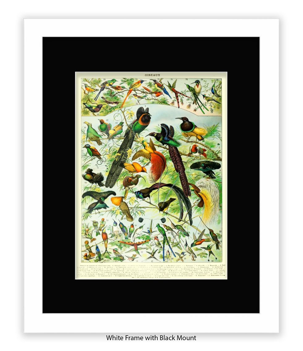 Oiseaux - Birds Art Print