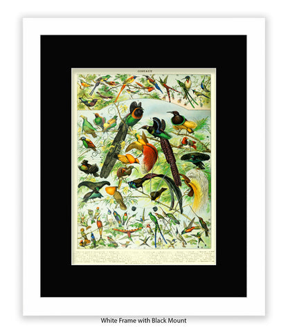 Oiseaux - Birds Art Print