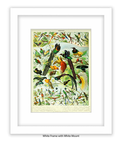 Oiseaux - Birds Art Print