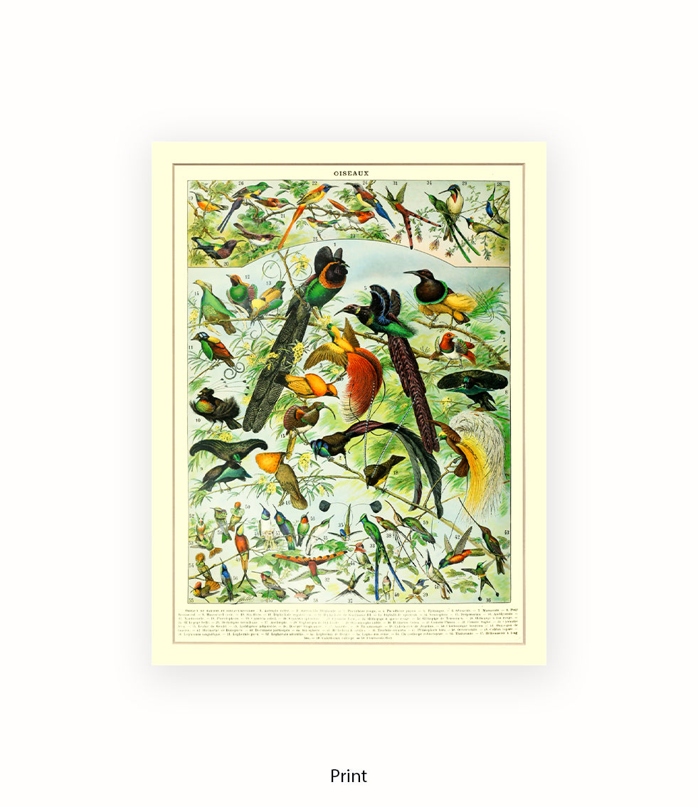 Oiseaux - Birds Art Print