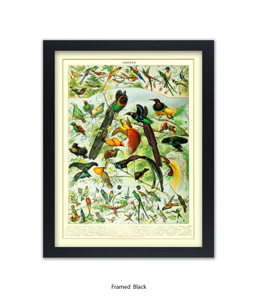 Oiseaux - Birds Art Print