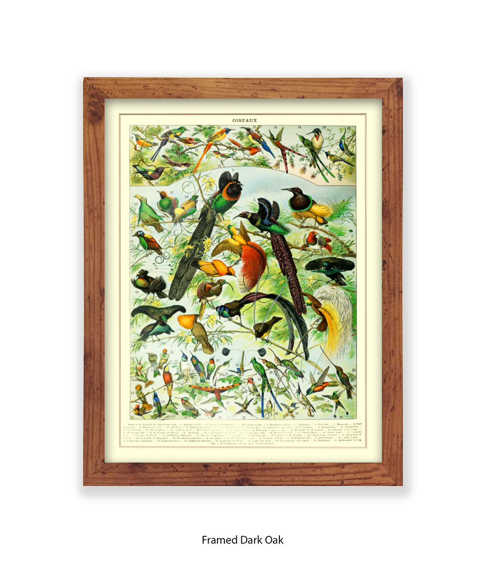 Oiseaux - Birds Art Print